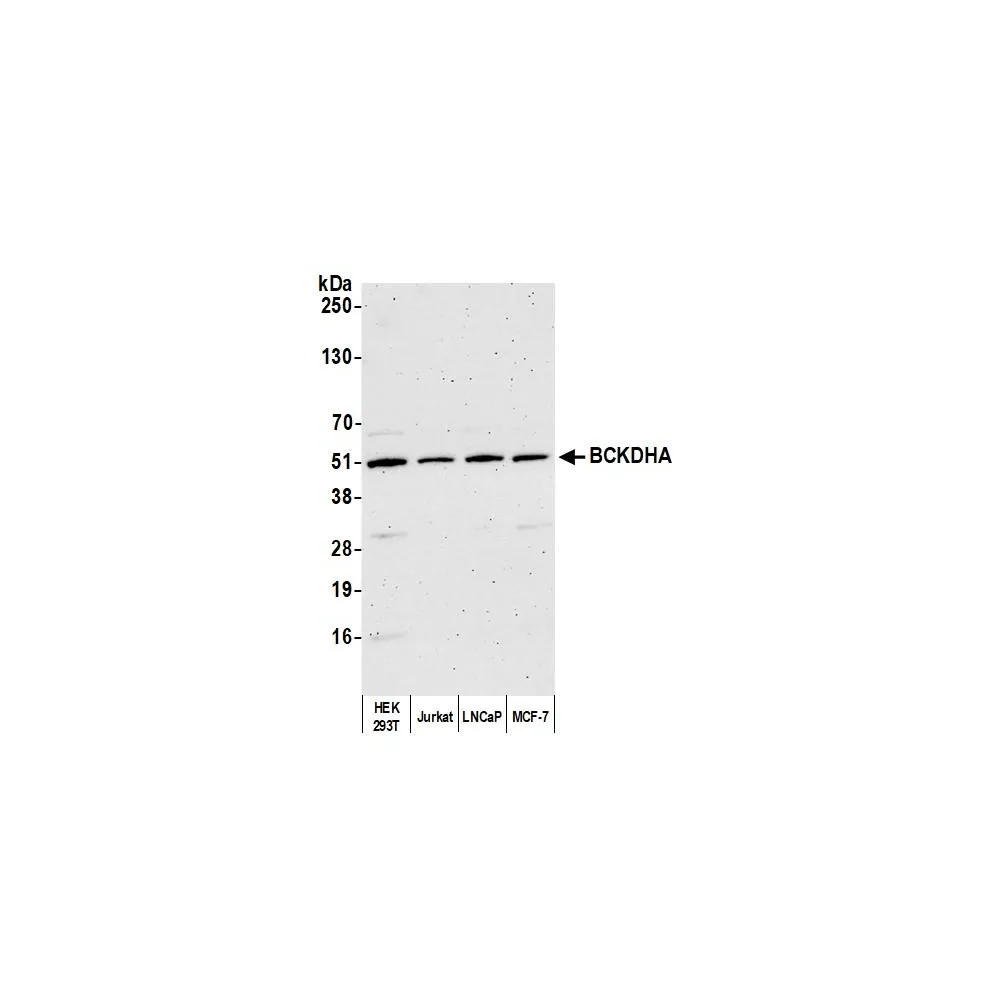 Rabbit anti-BCKDHA Antibody, Affinity Purified
