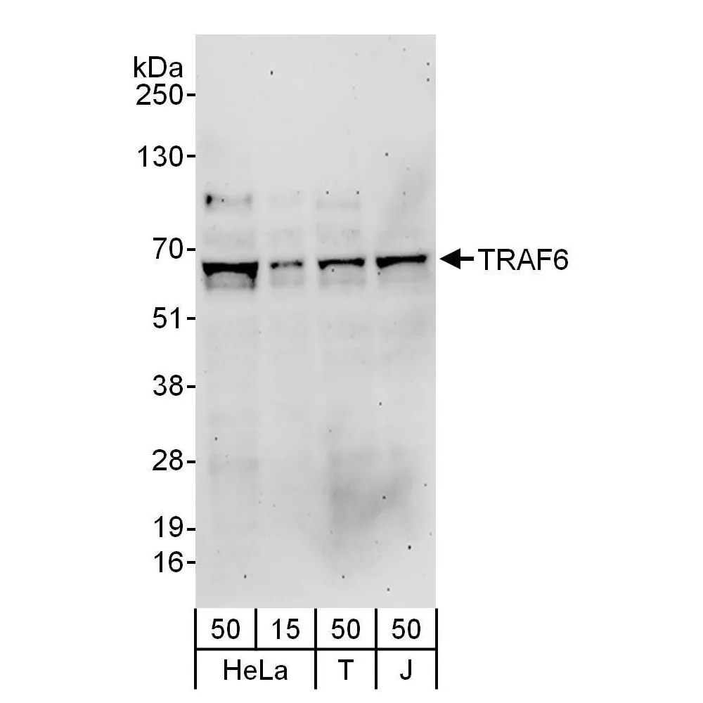 Rabbit anti-TRAF6 Antibody, Affinity Purified