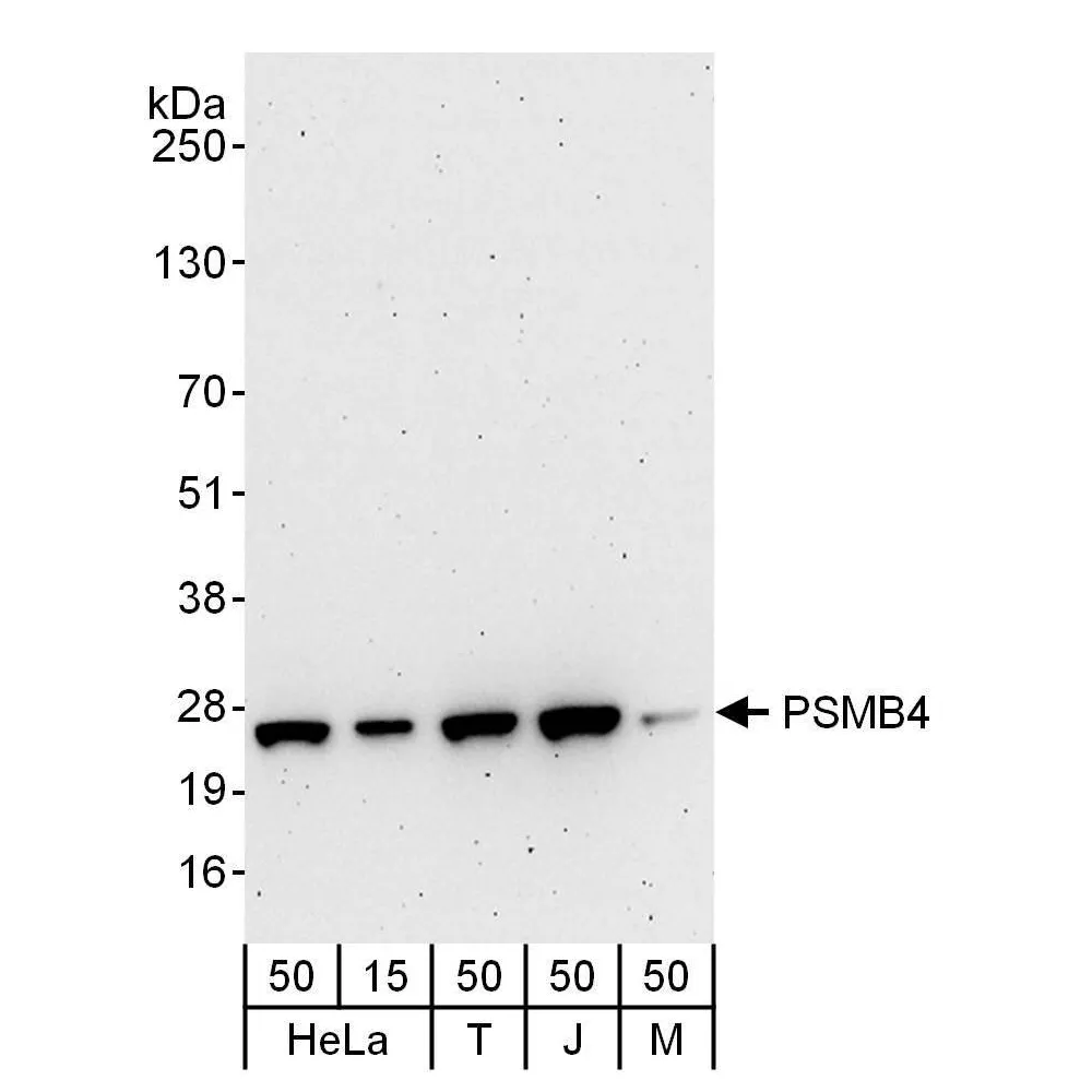 Rabbit anti-PSMB4 Antibody, Affinity Purified