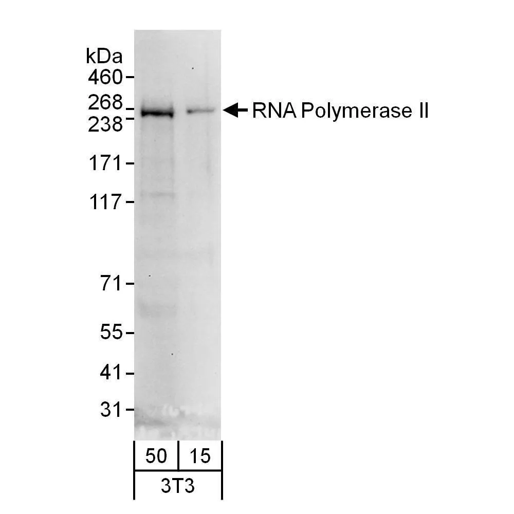 Goat anti-RNA Polymerase II Antibody, Affinity Purified