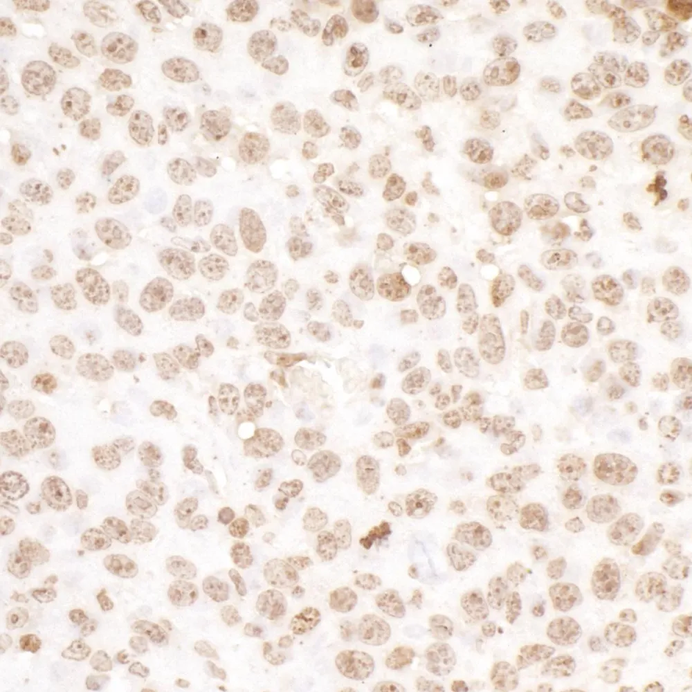 Goat anti-H2AX Antibody, Affinity Purified