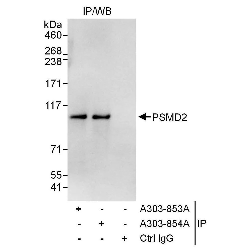 Rabbit anti-PSMD2 Antibody, Affinity Purified