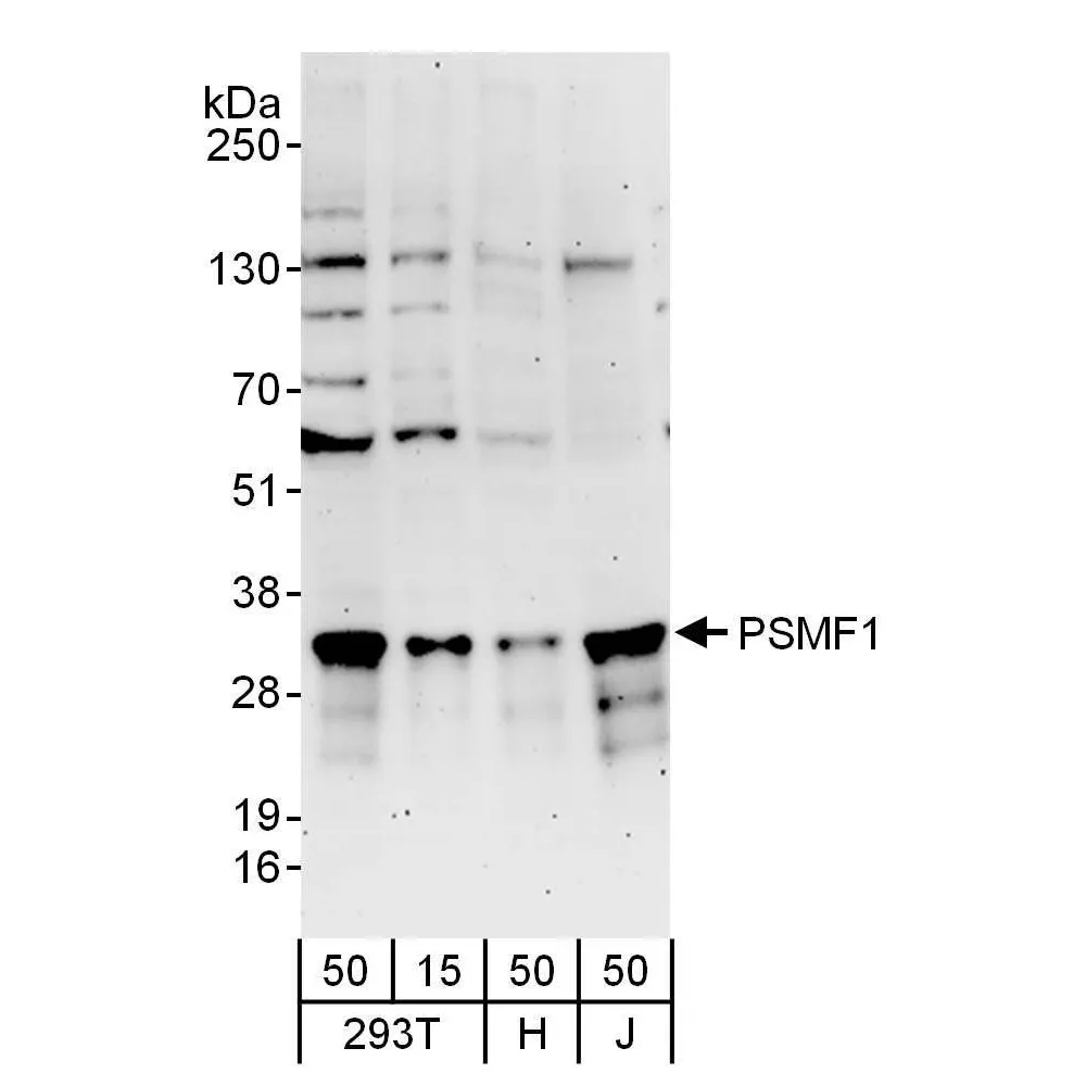 Rabbit anti-PSMF1 Antibody, Affinity Purified