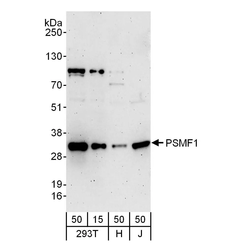 Rabbit anti-PSMF1 Antibody, Affinity Purified