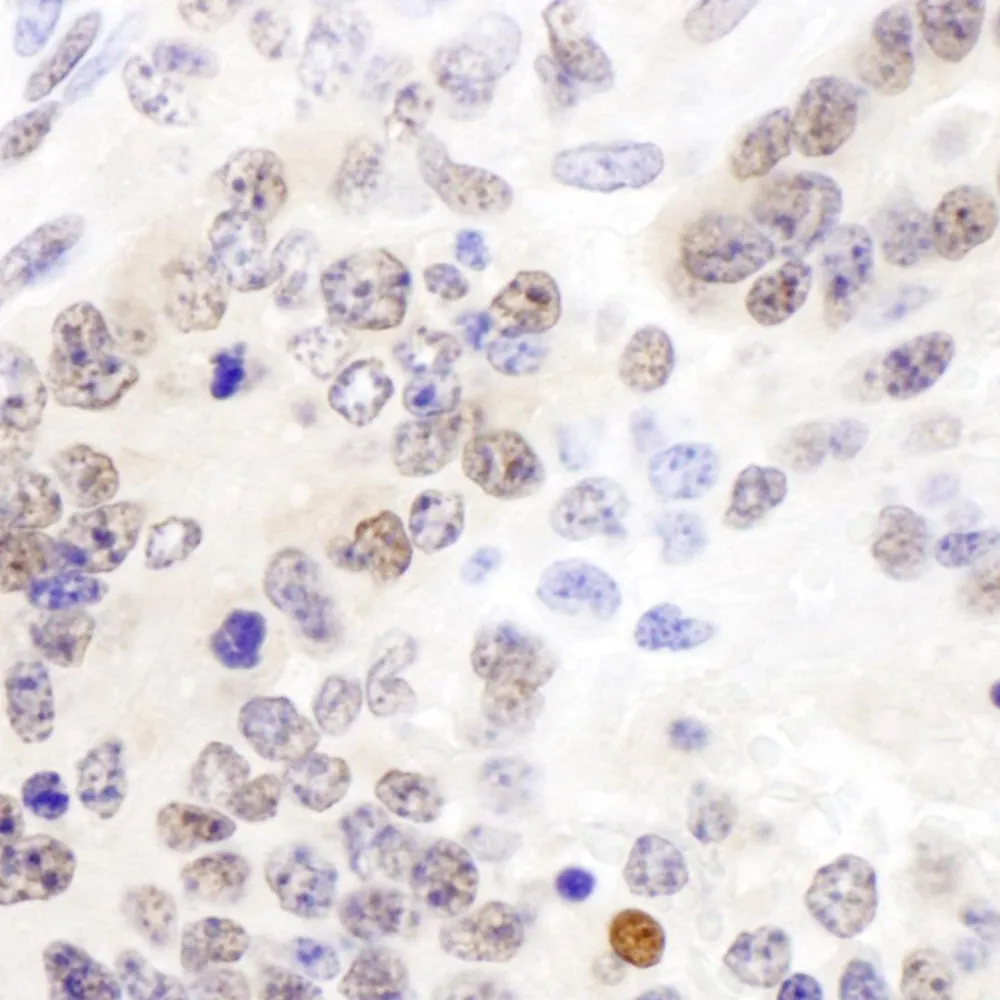 Rabbit anti-Cul4B Antibody, Affinity Purified