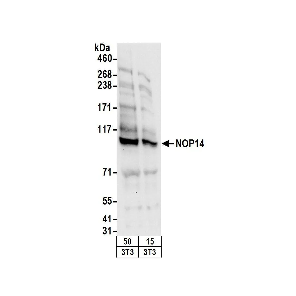 Rabbit anti-NOP14 Antibody, Affinity Purified