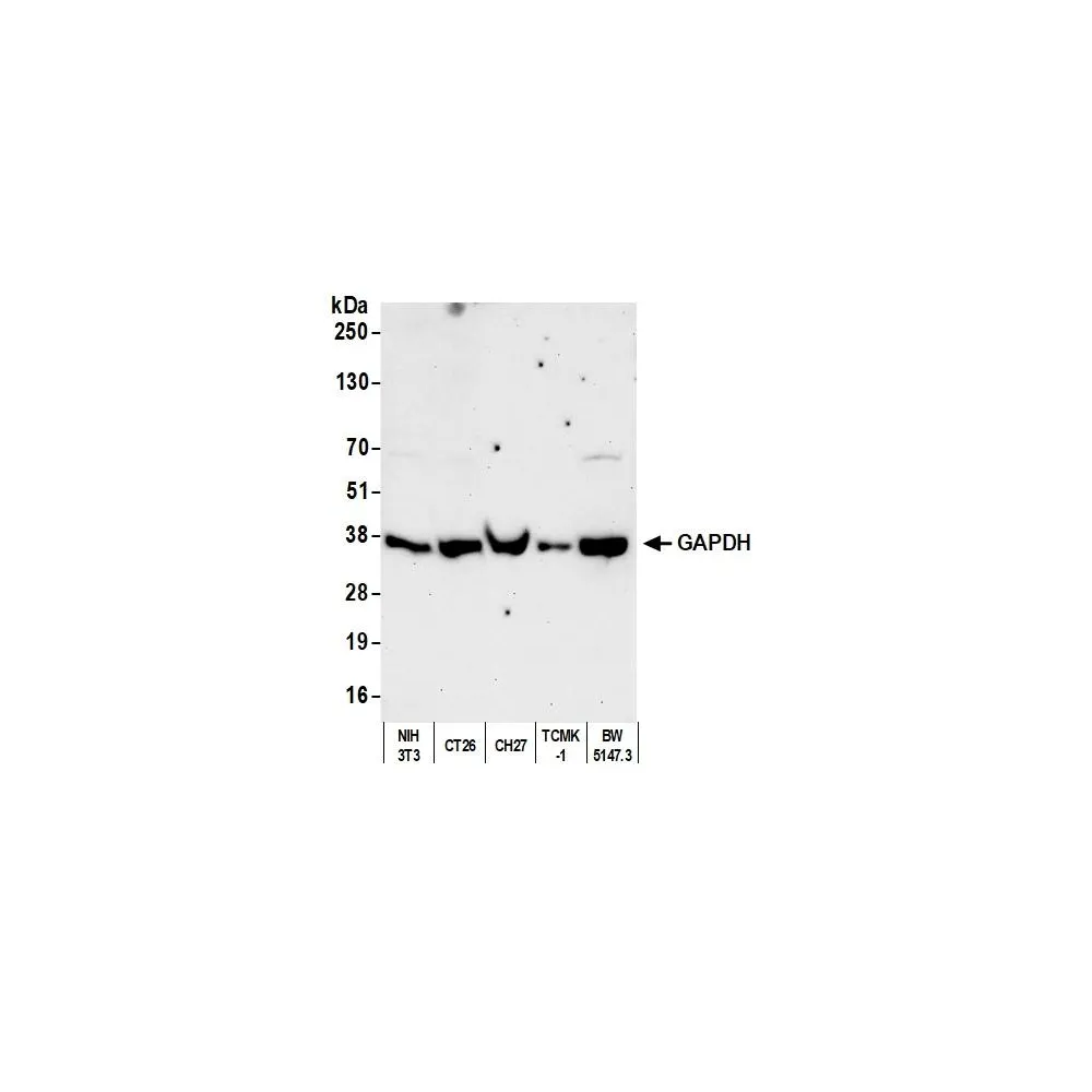 Goat anti-GAPDH Antibody, Affinity Purified