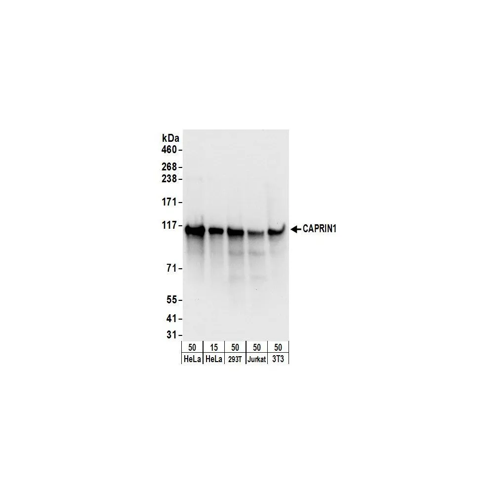 Rabbit anti-CAPRIN1 Antibody, Affinity Purified