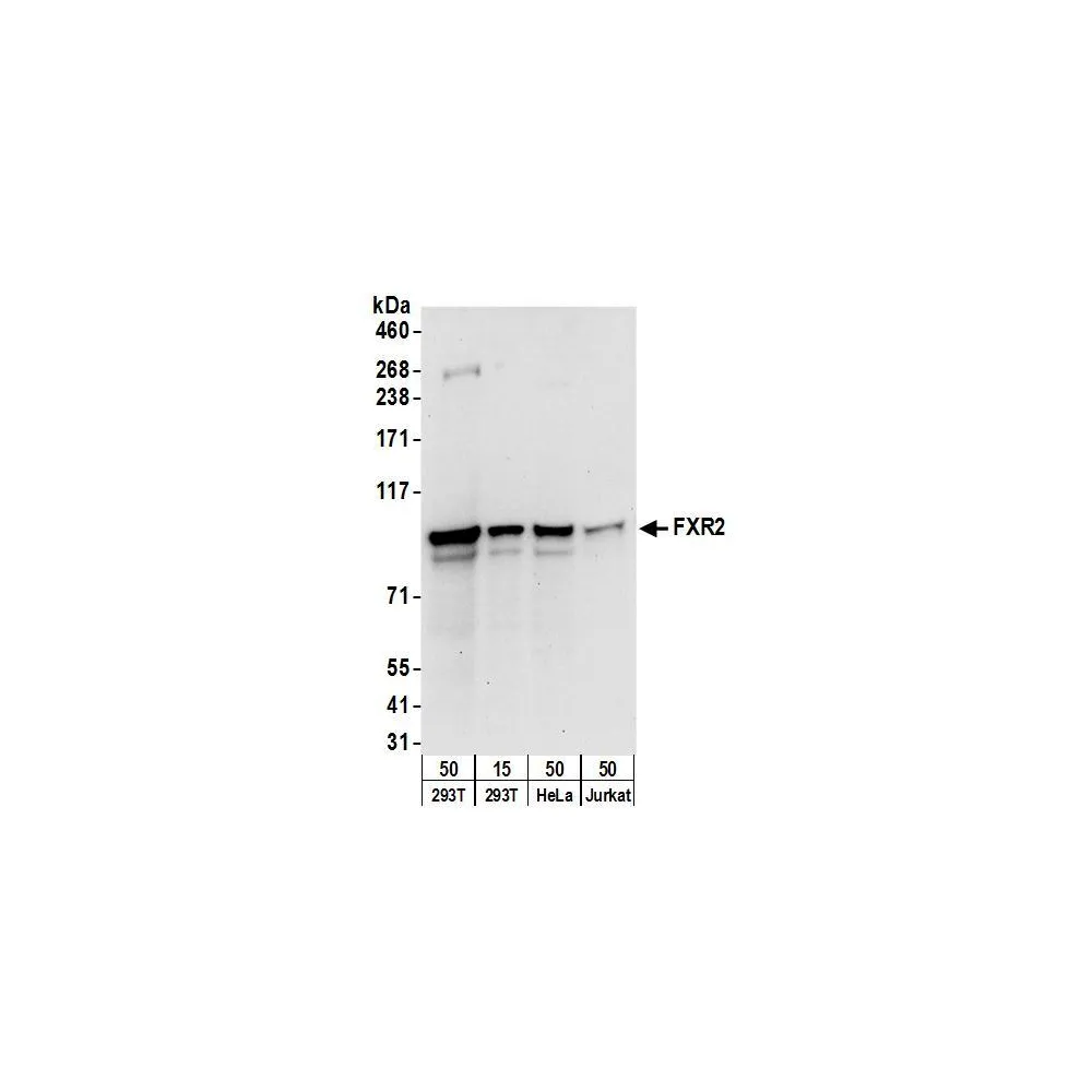 Rabbit anti-FXR2 Antibody, Affinity Purified