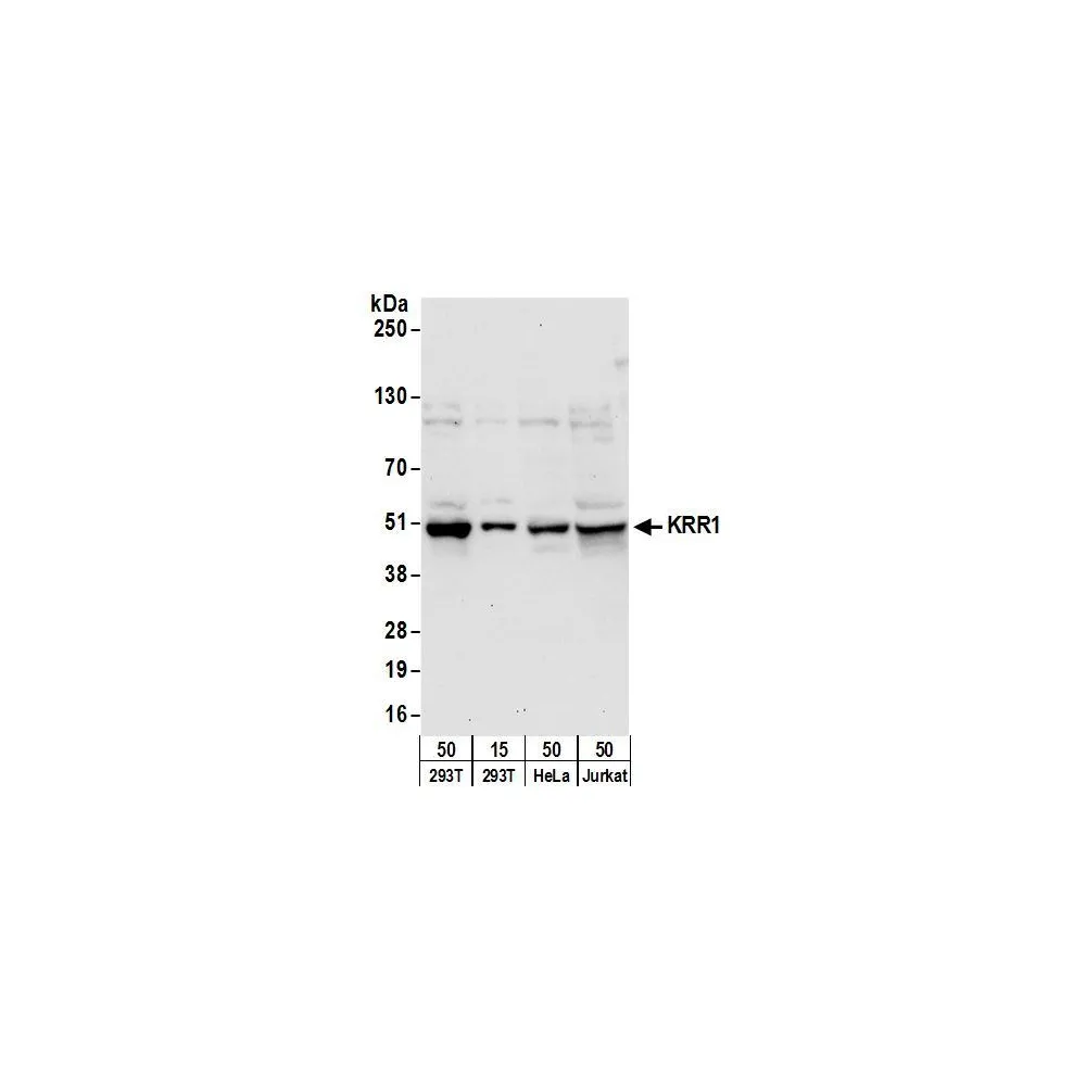 Rabbit anti-KRR1 Antibody, Affinity Purified