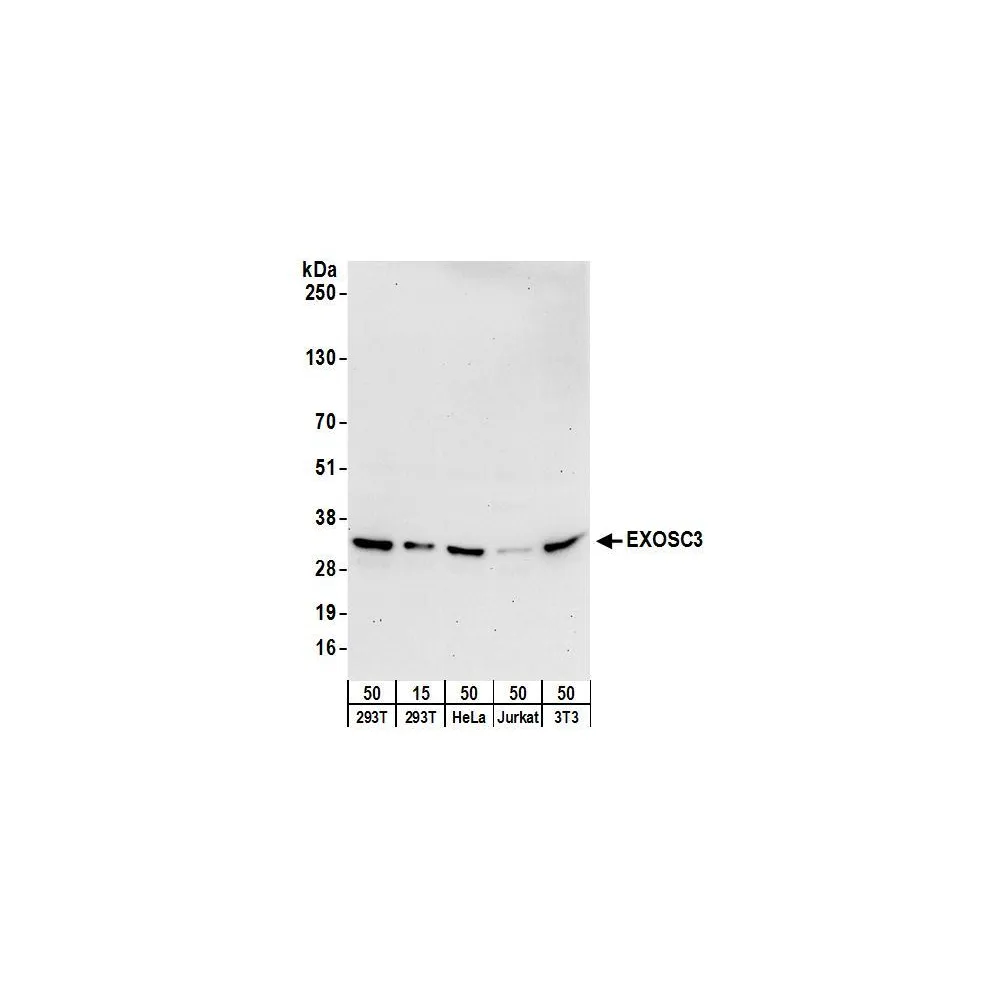 Rabbit anti-EXOSC3 Antibody, Affinity Purified