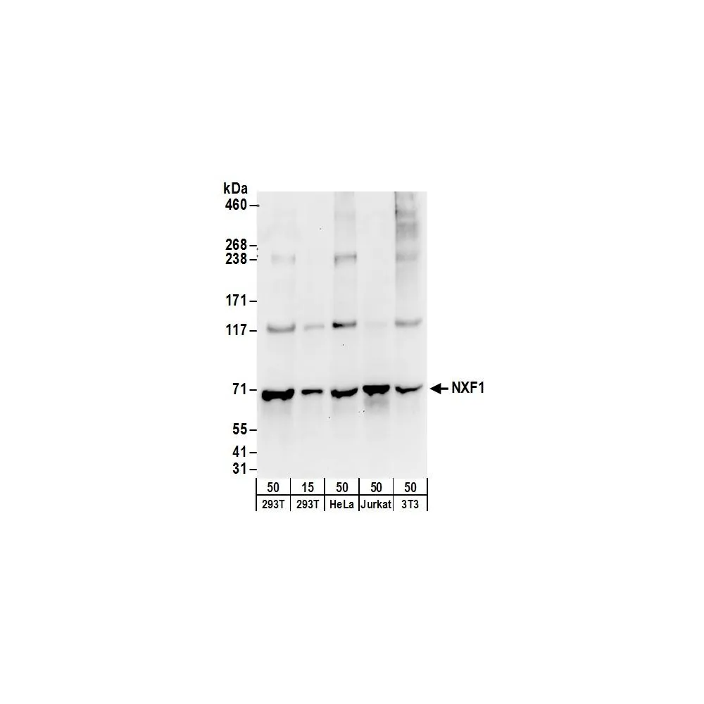 Rabbit anti-NXF1 Antibody, Affinity Purified