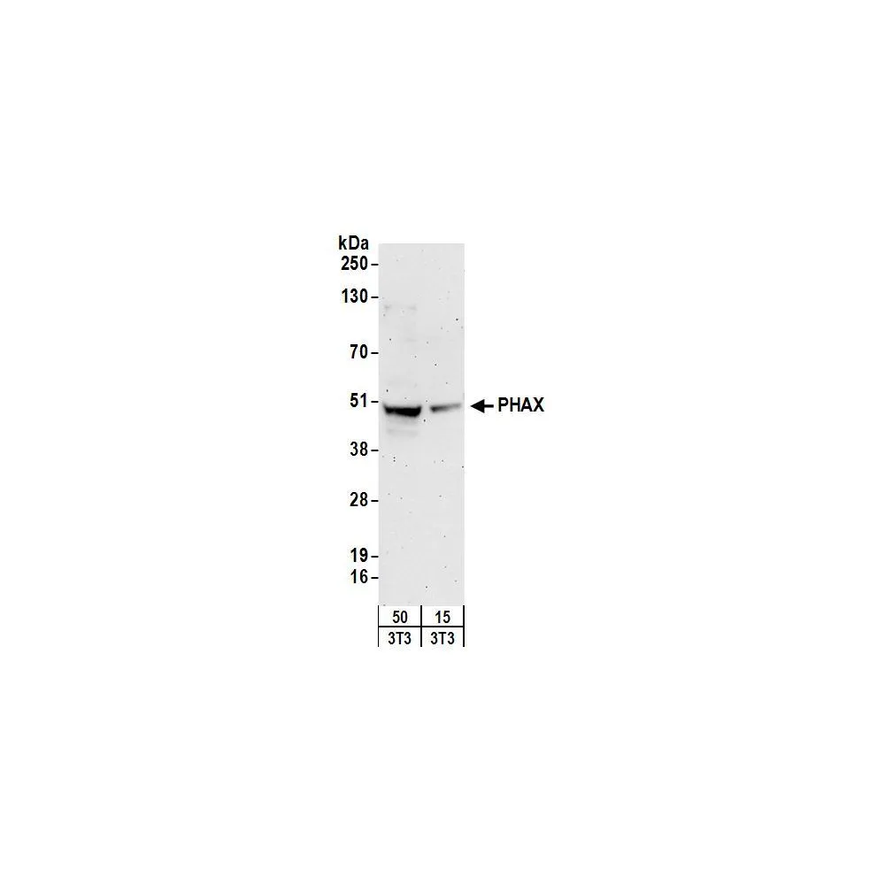 Rabbit anti-PHAX Antibody, Affinity Purified