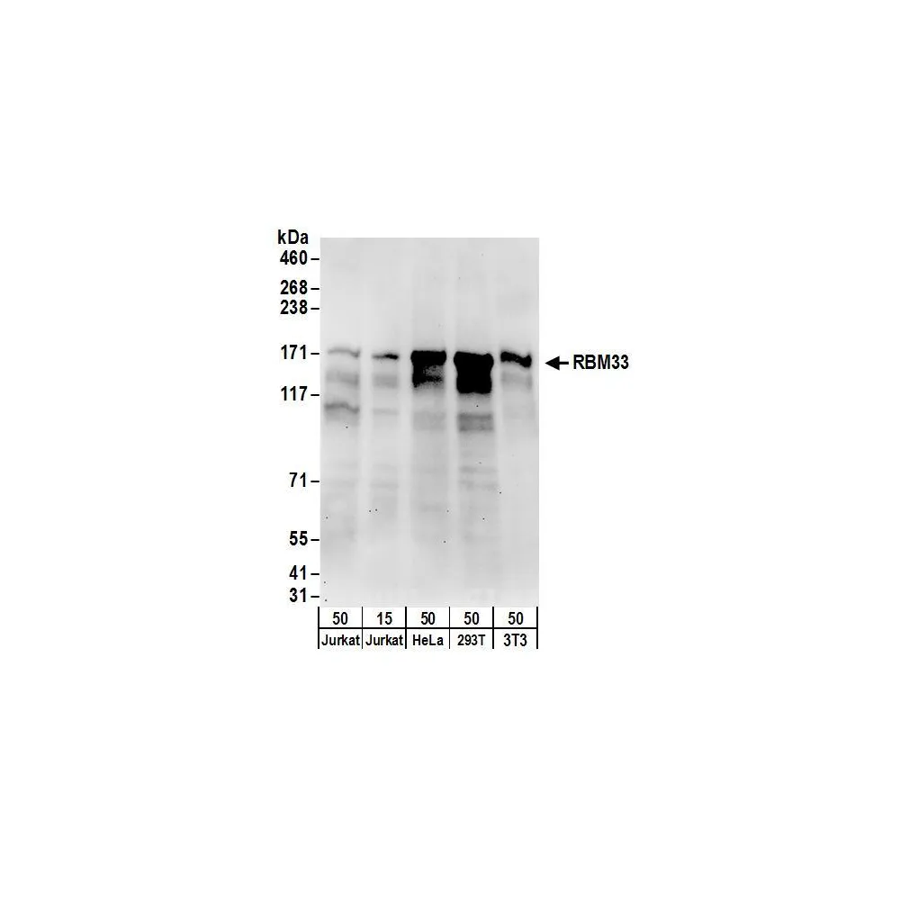 Rabbit anti-RBM33 Antibody, Affinity Purified