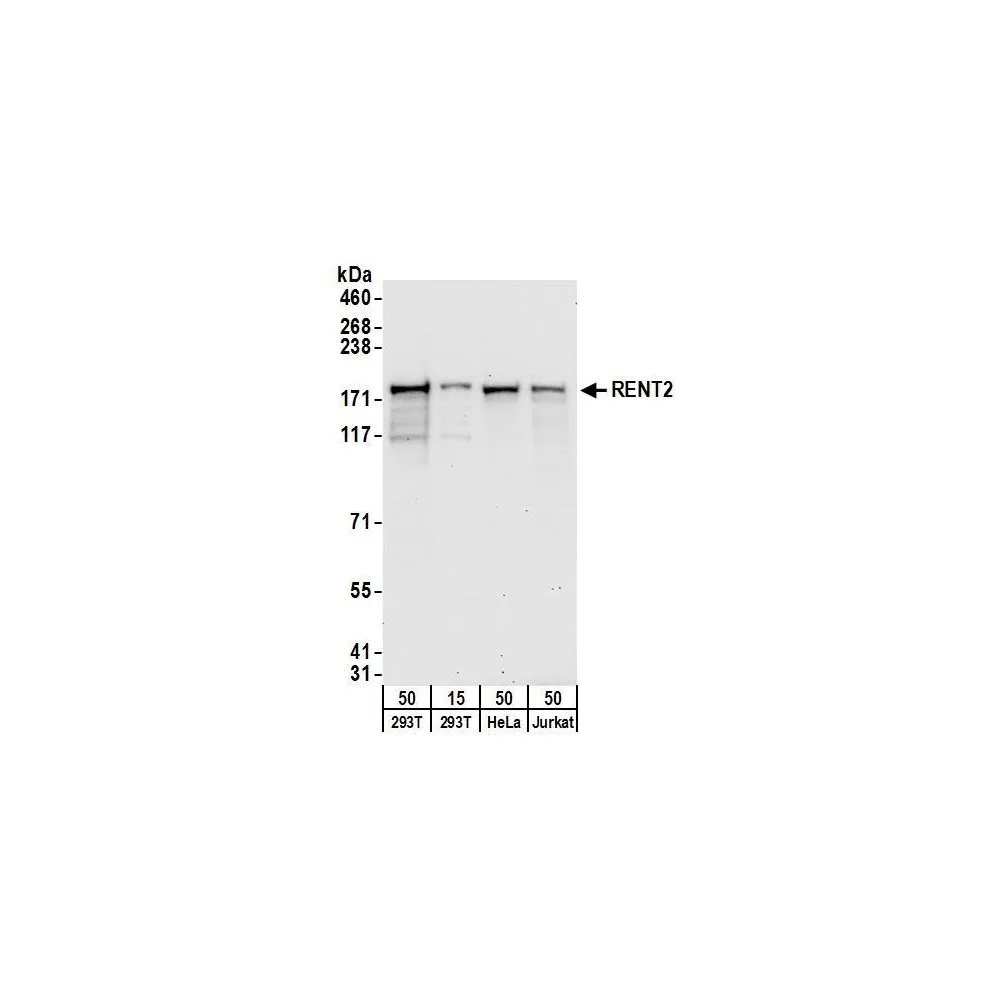 Rabbit anti-RENT2 Antibody, Affinity Purified
