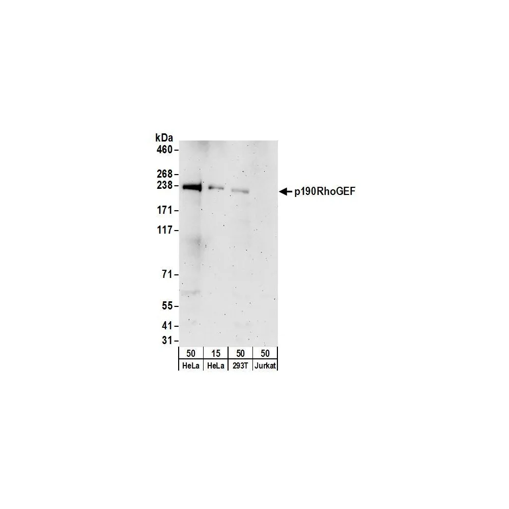 Rabbit anti-p190RhoGEF Antibody, Affinity Purified