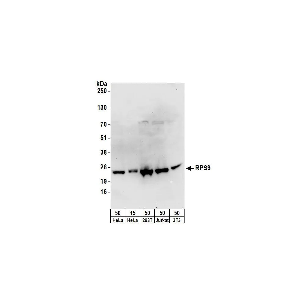 Rabbit anti-RPS9 Antibody, Affinity Purified