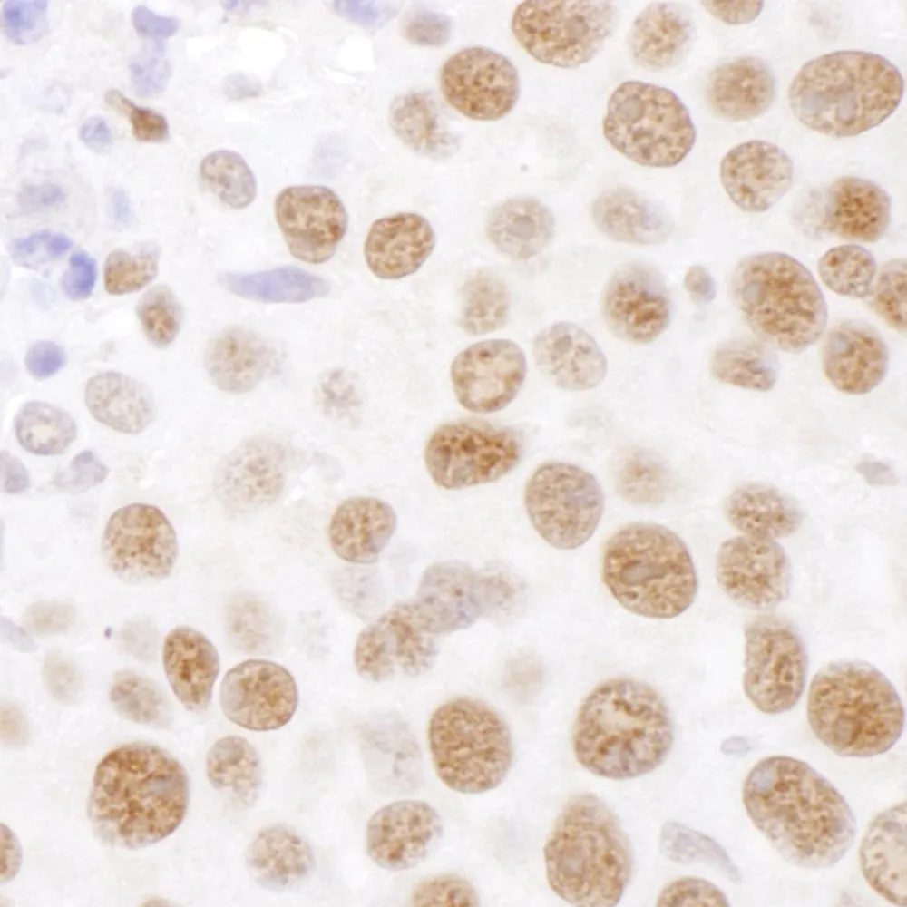 Rabbit anti-SF3B4 Antibody, Affinity Purified