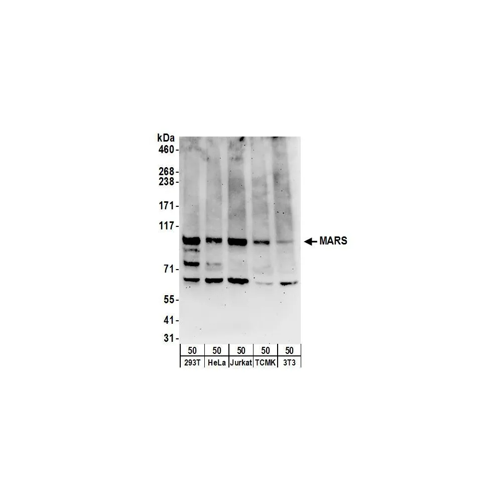 Rabbit anti-MARS Antibody, Affinity Purified