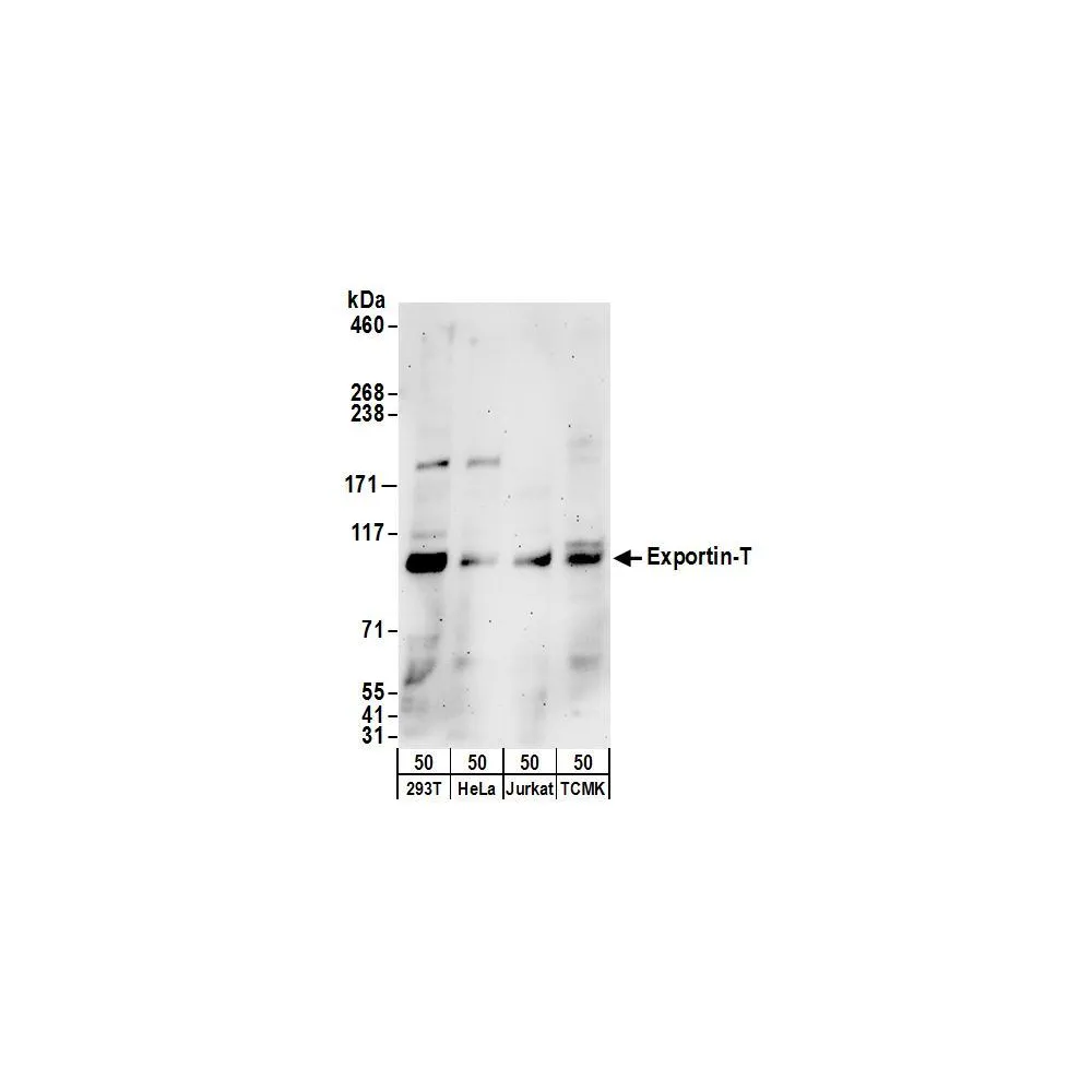 Rabbit anti-Exportin-T Antibody, Affinity Purified