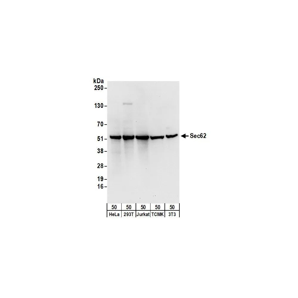 Rabbit anti-Sec62 Antibody, Affinity Purified