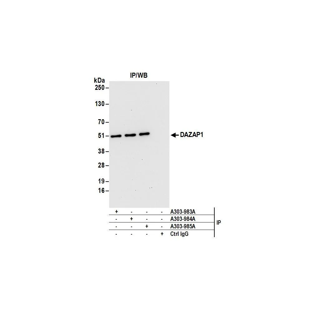 Rabbit anti-DAZAP1 Antibody, Affinity Purified