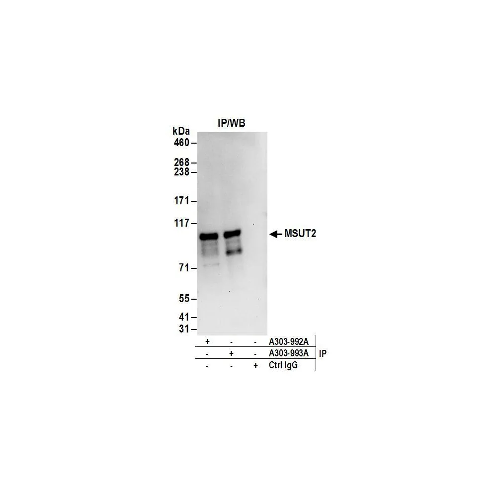 Rabbit anti-MSUT2 Antibody, Affinity Purified