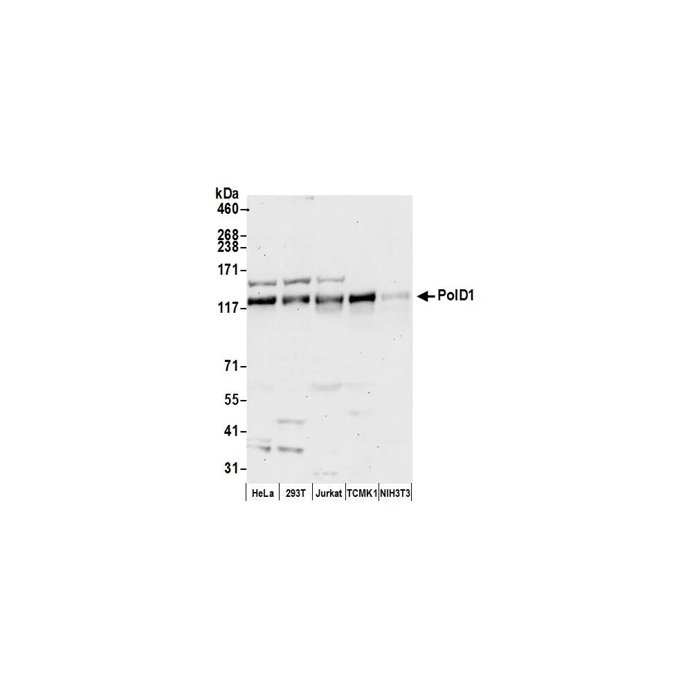 Rabbit anti-PolD1 Antibody, Affinity Purified