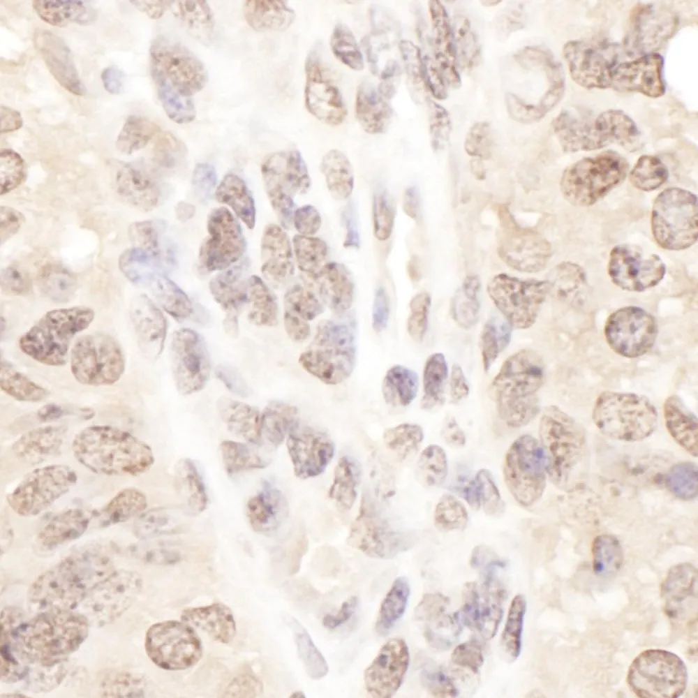 Rabbit anti-TCEB2 Antibody, Affinity Purified