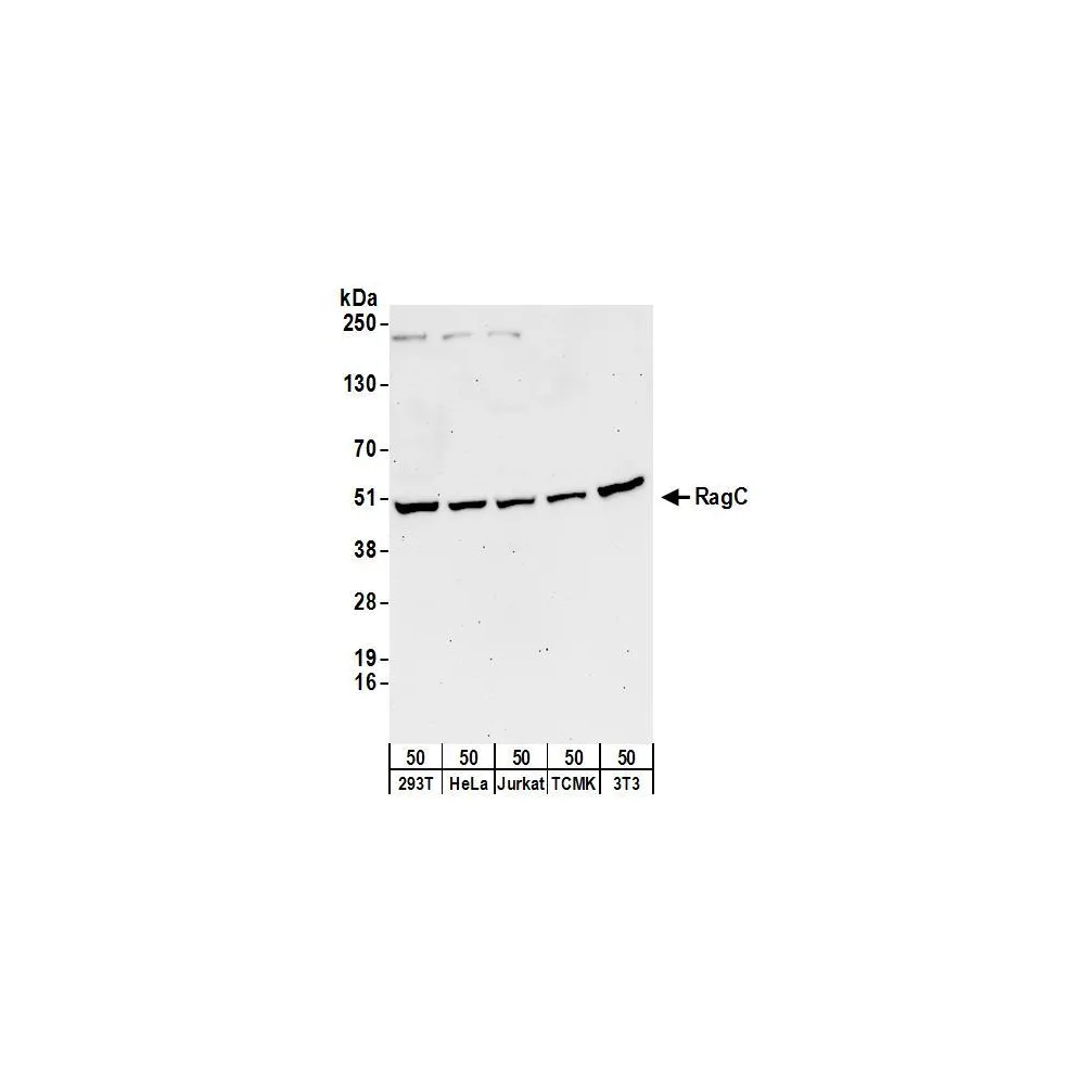 Rabbit anti-RRAGC/RagC Antibody, Affinity Purified