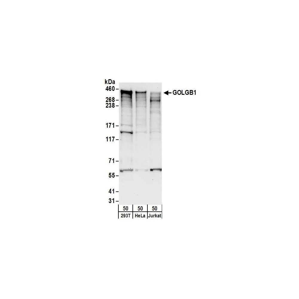 Rabbit anti-GOLGB1 Antibody, Affinity Purified