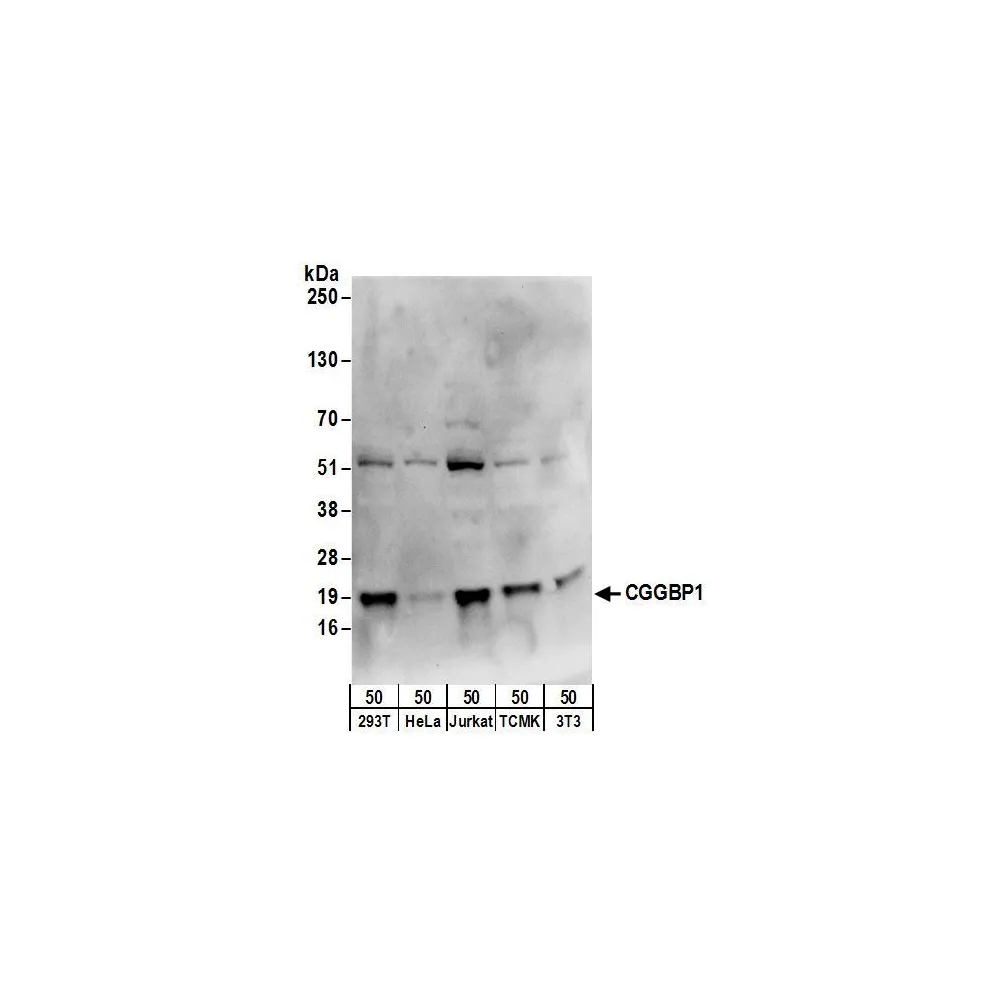 Rabbit anti-CGGBP1 Antibody, Affinity Purified