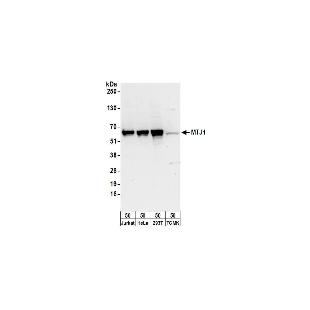 Rabbit anti-MTJ1 Antibody, Affinity Purified