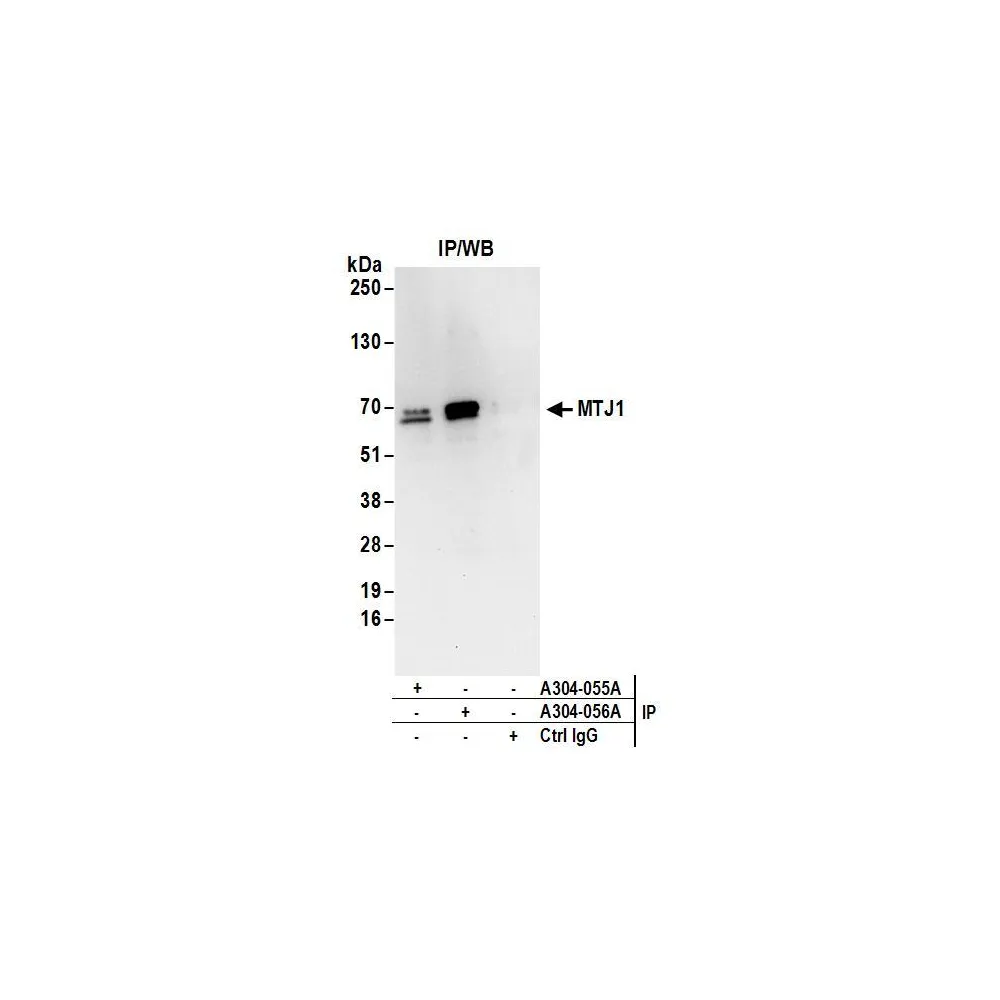 Rabbit anti-MTJ1 Antibody, Affinity Purified