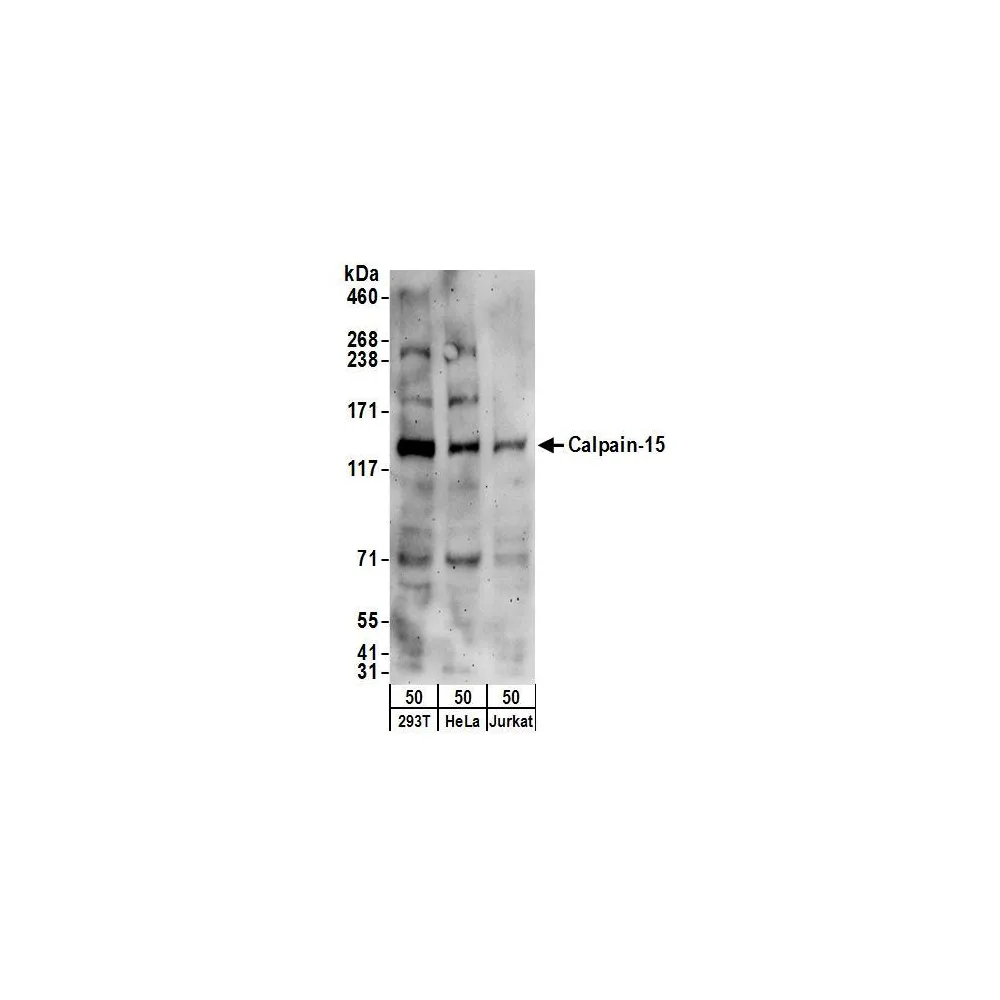 Rabbit anti-Calpain-15 Antibody, Affinity Purified