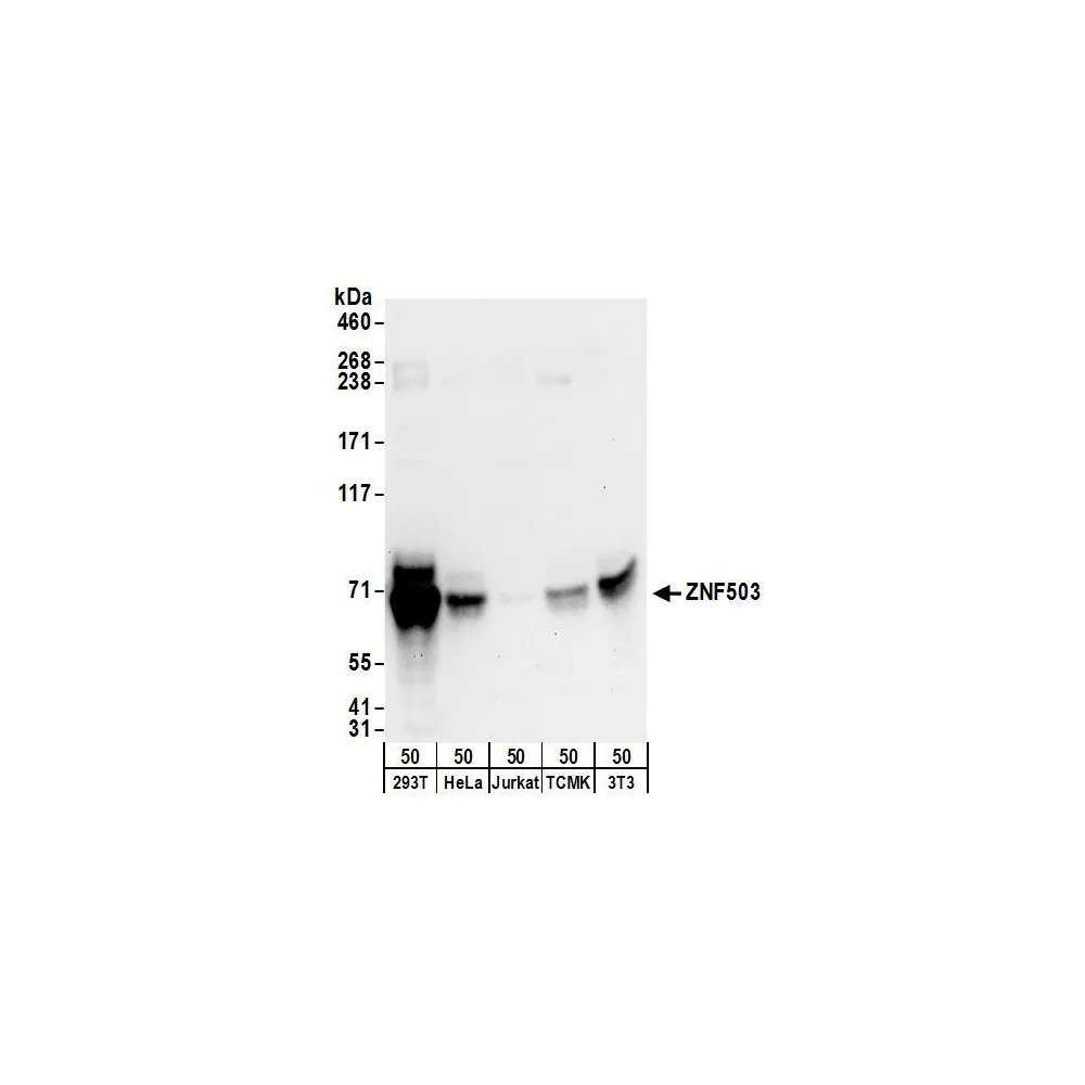 Rabbit anti-ZNF503 Antibody, Affinity Purified