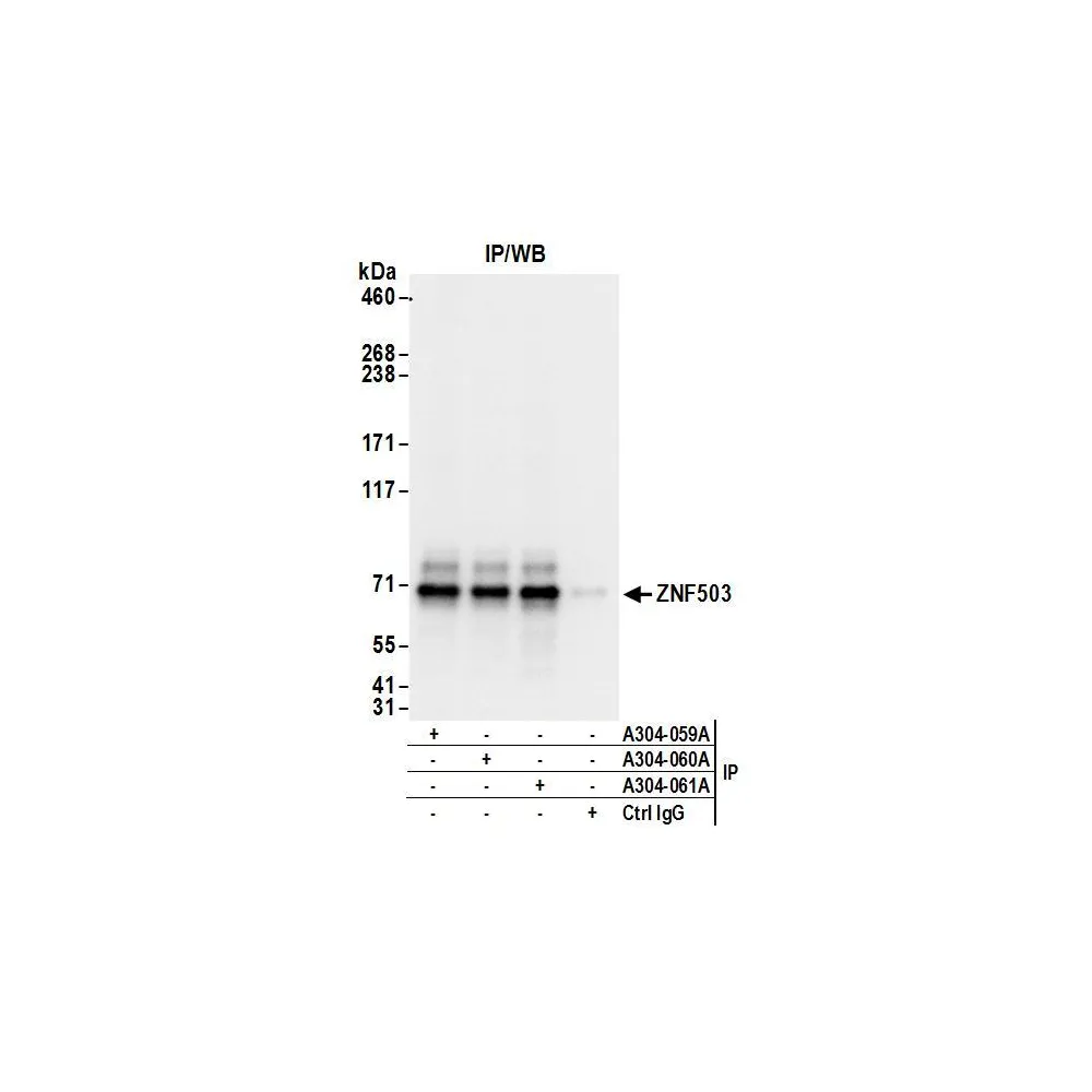 Rabbit anti-ZNF503 Antibody, Affinity Purified