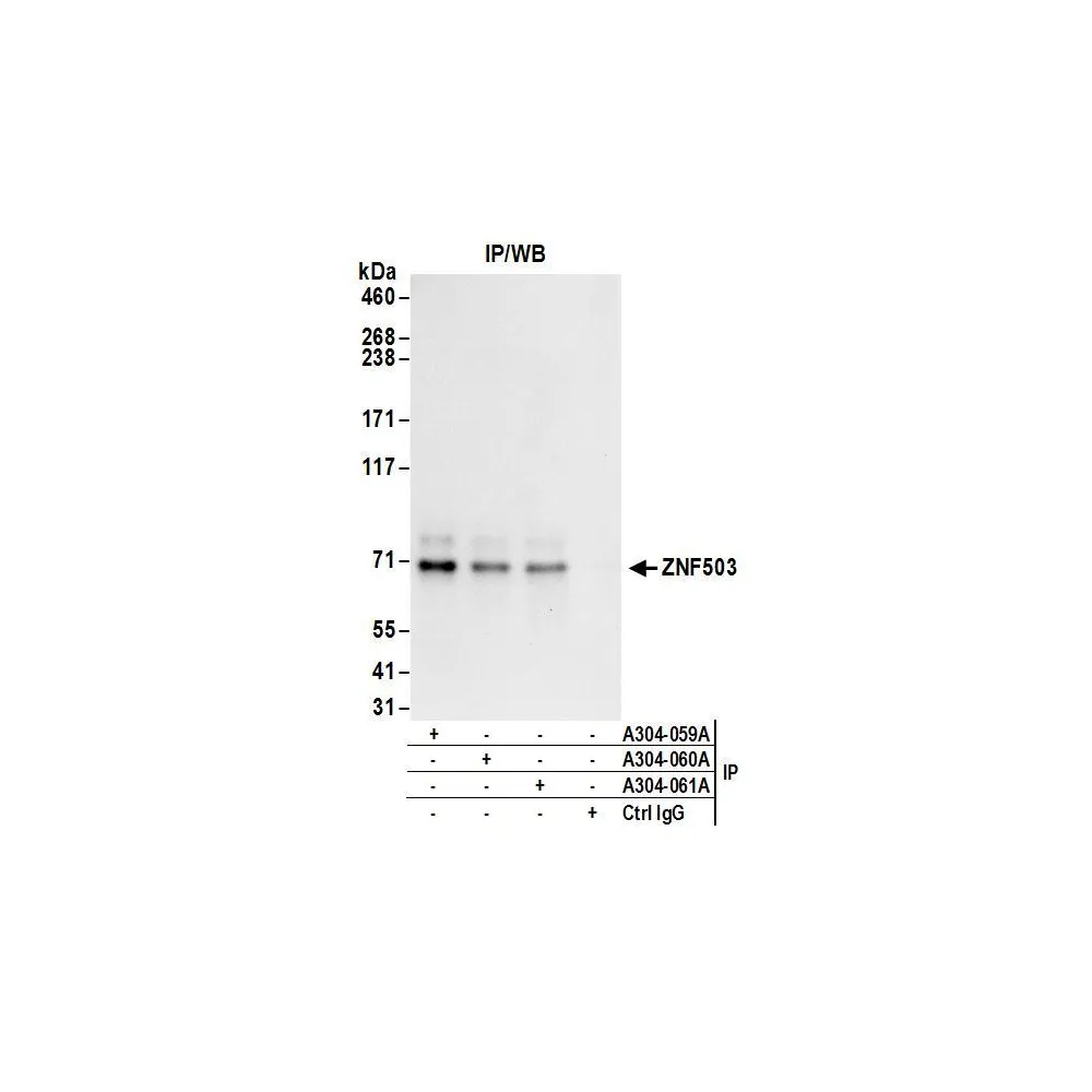 Rabbit anti-ZNF503 Antibody, Affinity Purified