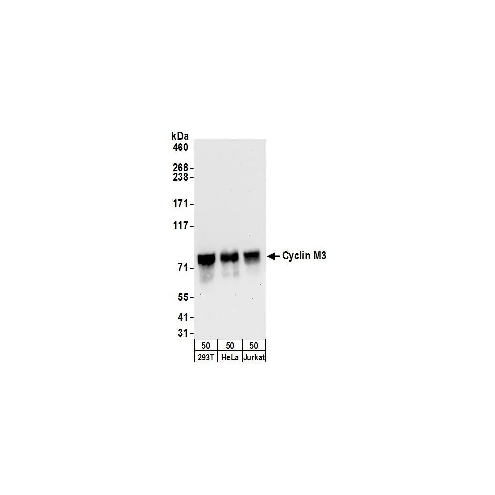 Rabbit anti-Cyclin M3 Antibody, Affinity Purified