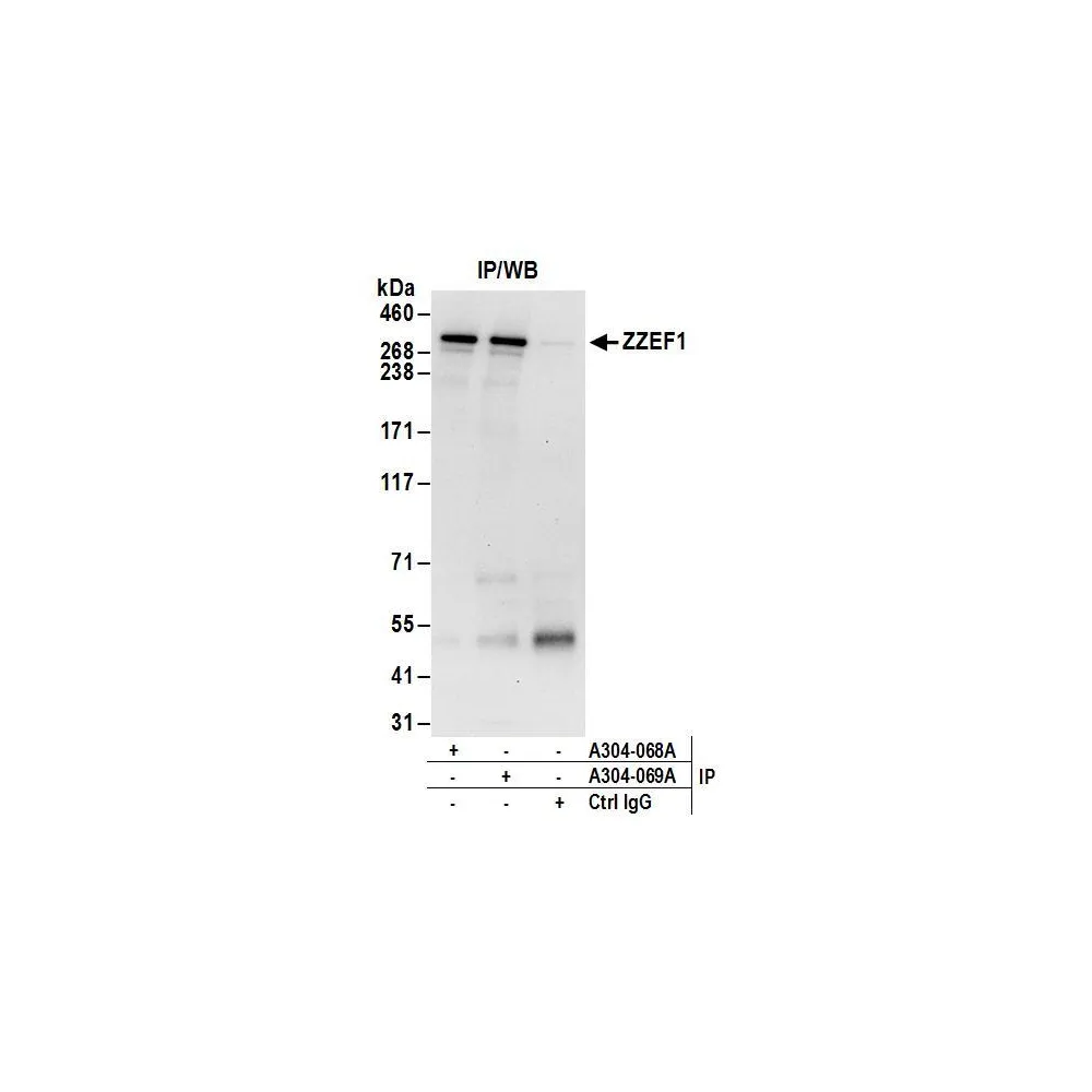 Rabbit anti-ZZEF1 Antibody, Affinity Purified