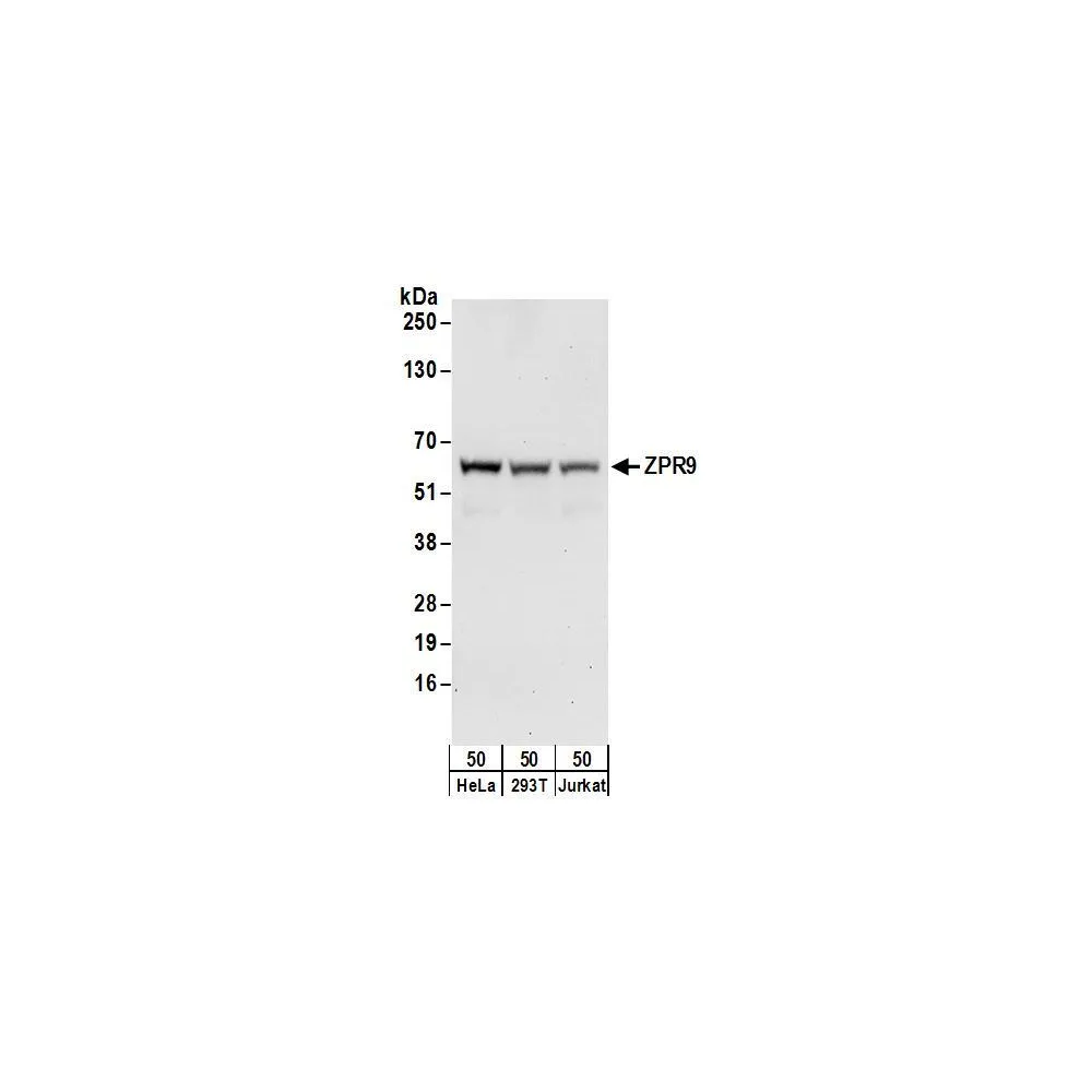 Rabbit anti-ZPR9 Antibody, Affinity Purified