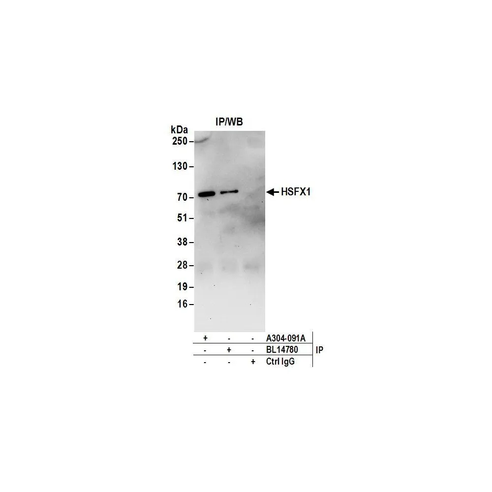 Rabbit anti-HSFX1 Antibody, Affinity Purified