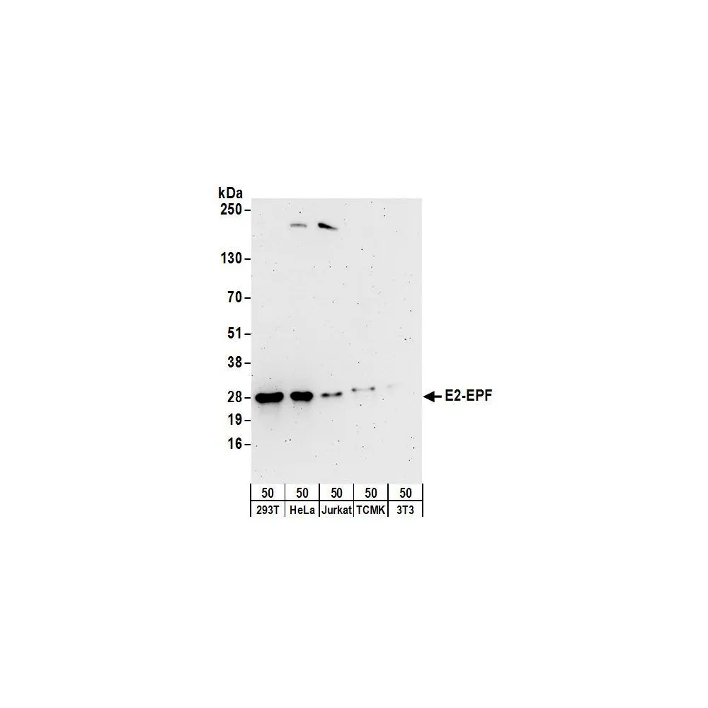 Rabbit anti-E2-EPF Antibody, Affinity Purified