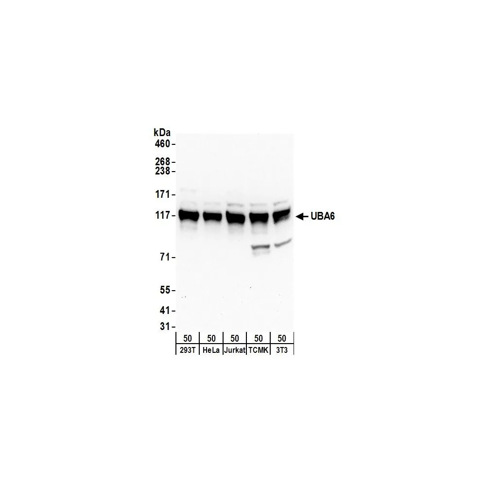Rabbit anti-UBA6 Antibody, Affinity Purified