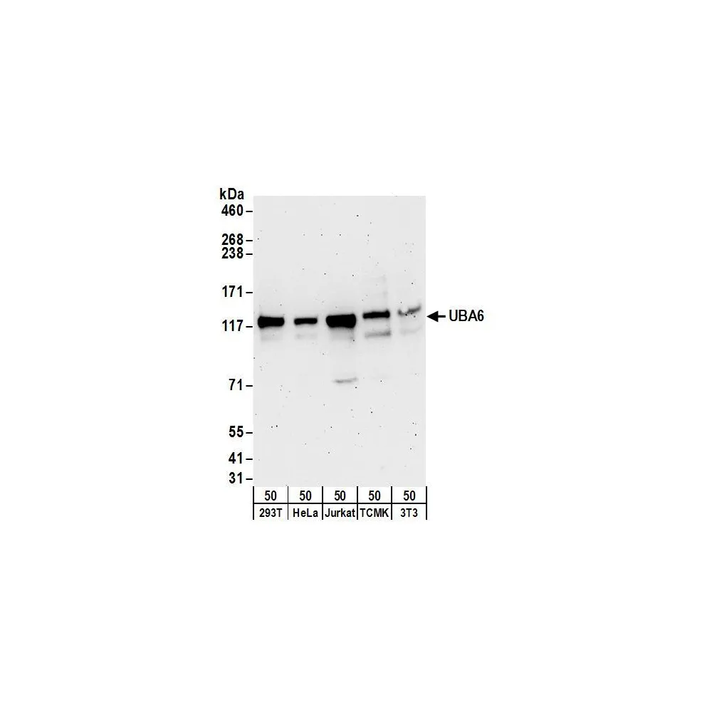 Rabbit anti-UBA6 Antibody, Affinity Purified