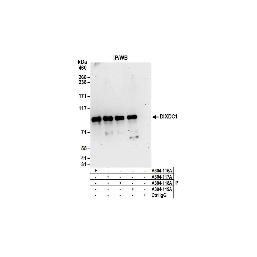Rabbit anti-DIXDC1 Antibody, Affinity Purified