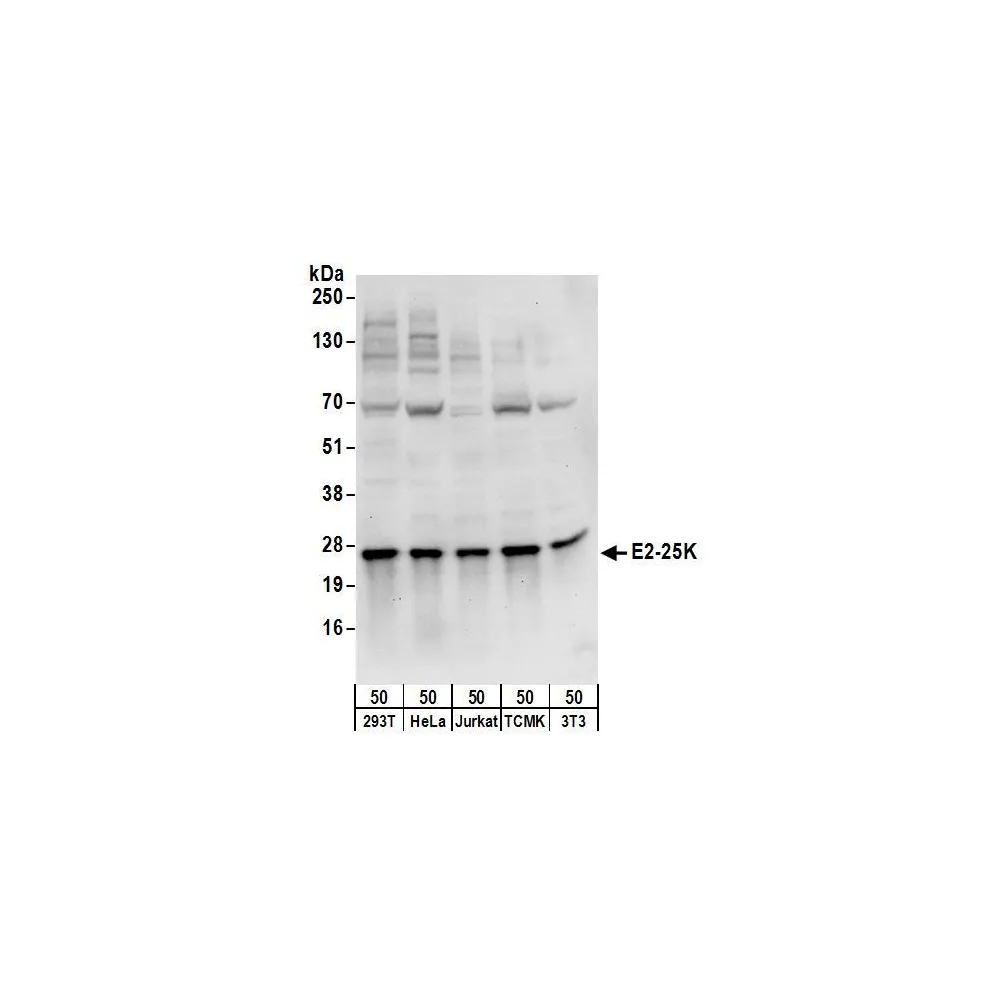 Rabbit anti-E2-25K Antibody, Affinity Purified