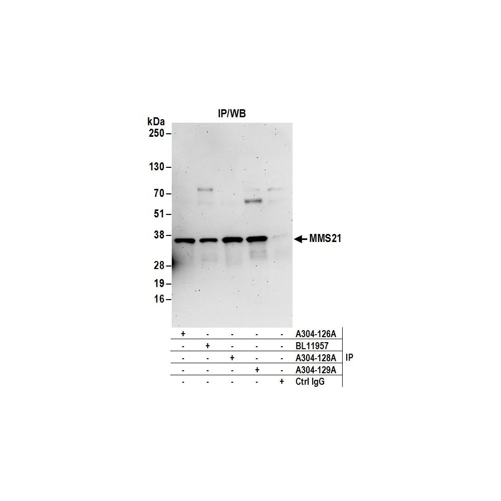Rabbit anti-MMS21 Antibody, Affinity Purified