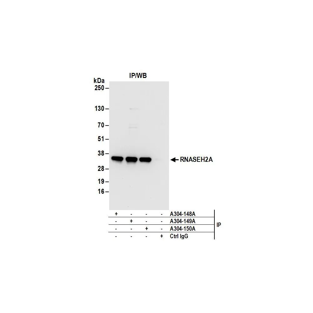 Rabbit anti-RNASEH2A Antibody, Affinity Purified