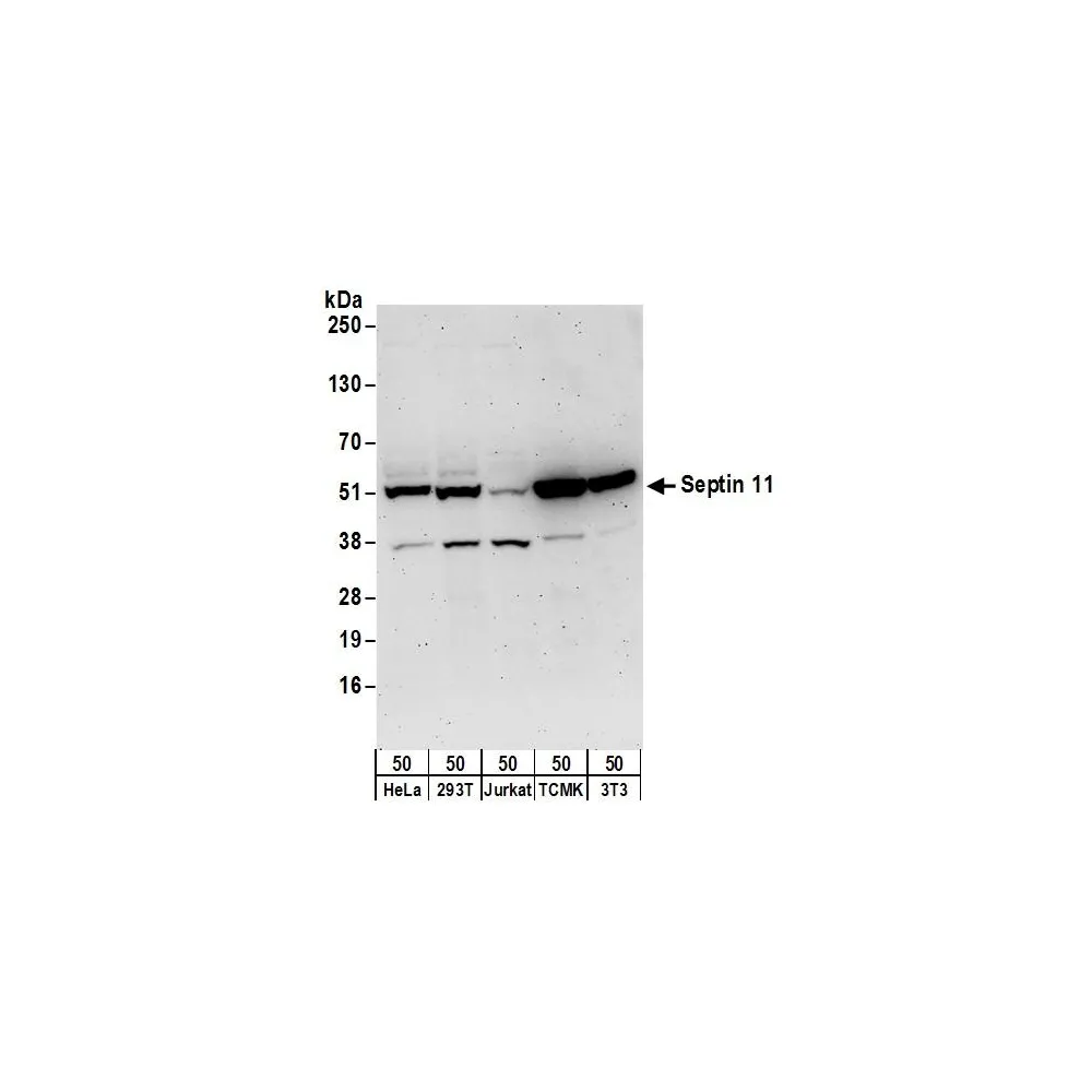 Rabbit anti-Septin 11 Antibody, Affinity Purified